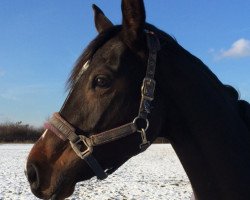 broodmare Lucienna 3 (Hanoverian, 2008, from Libertin)