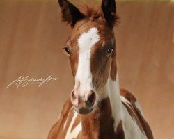 foal by Malefiz (Trakehner, 2024, from Editorial)