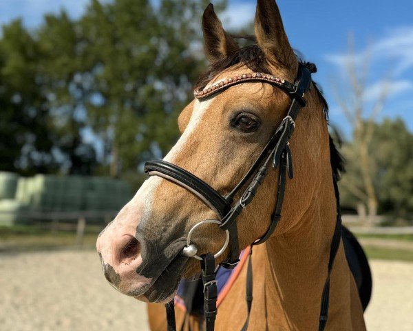 horse Chloé 25 (German Riding Pony, 2018, from The Braes My Mobility)