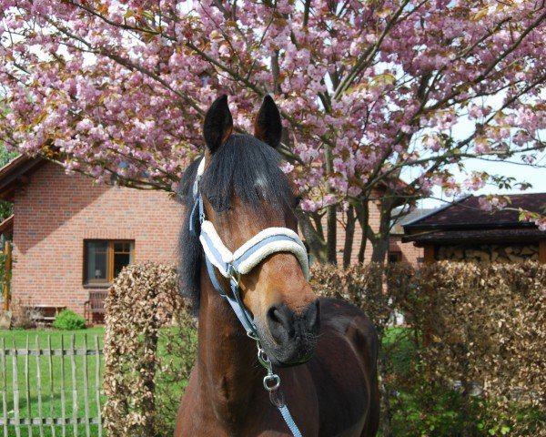 horse Montenegro T (German Riding Pony, 2001, from Mauricio T)