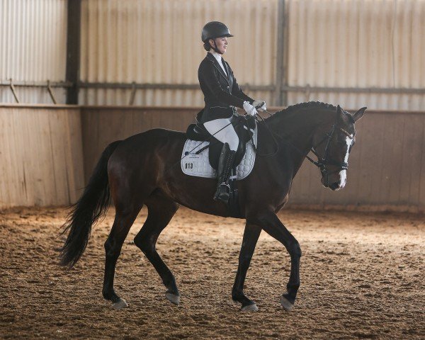 dressage horse Coeur de la fleur 8 (German Sport Horse, 2019, from Franziskus FRH)