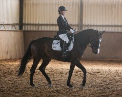 dressage horse Coeur de la fleur 8 (German Sport Horse, 2019, from Franziskus FRH)