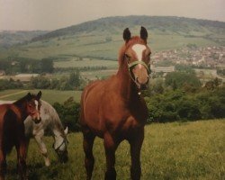 horse Hobbit (Trakehner, 1988, from Unkensee)