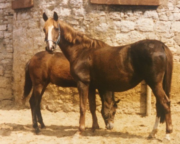 Zuchtstute Hortina (Trakehner, 1977, von Elfenglanz)