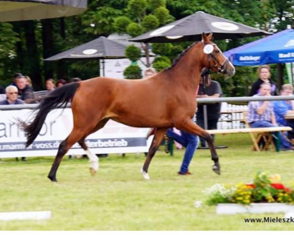 horse A Summer Time (German Riding Pony, 2018, from A new Star)