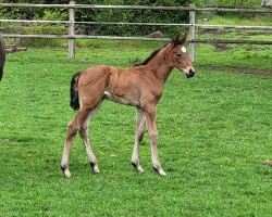 Springpferd Hottest Chica of Frielingen (Westfale, 2023, von Hickstead Blue)