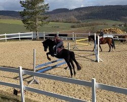 dressage horse Black Diamond 29 (German Riding Pony, 2002, from Black Boy)