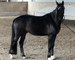 dressage horse Follow the Music 2 (Hanoverian, 2019, from Follow Him's Schönweide)