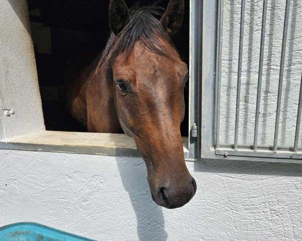 jumper Udo 3 (German Sport Horse, 2021, from Uricas van de Kattevennen)