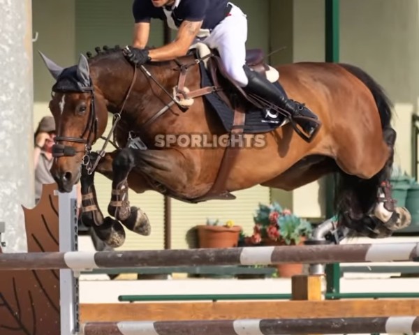 jumper Croupier V (KWPN (Royal Dutch Sporthorse), 2007, from Kannan)