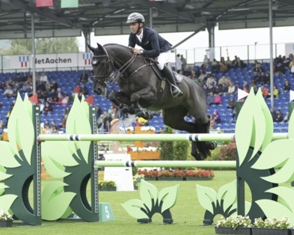 Springpferd Raffaella (Belgisches Warmblut, 2017, von Kaiser van het Lambroeck)