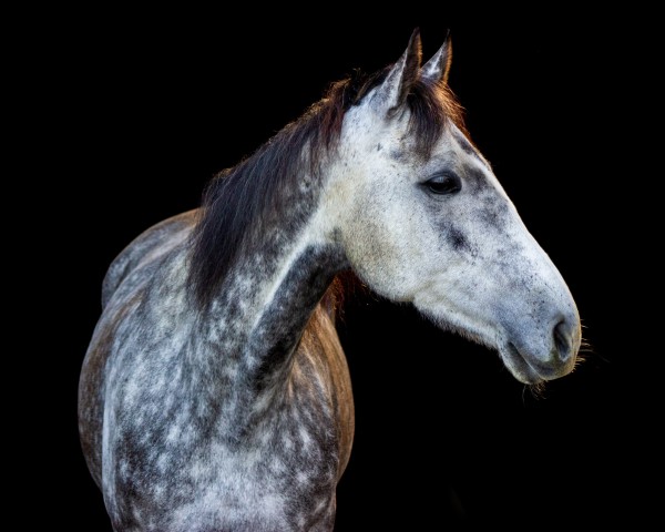 Pferd Adiya (Irish Sport Horse, 2017, von Alhebayeb xx)