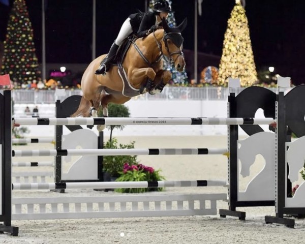 jumper My Clementine (Irish Sport Horse, 2015, from Obos Quality)