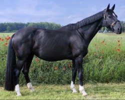 dressage horse Dark Diamant (Hanoverian, 2012, from Don Index)