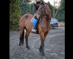 Dressurpferd Calisha (Deutsches Sportpferd, 2021, von Prinz Ludwig)