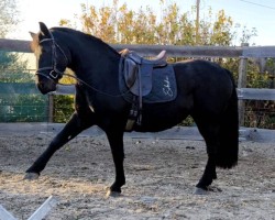 dressage horse Malibu (German Sport Horse, 2021, from Espresso)