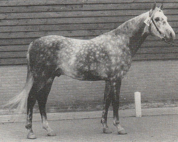 stallion David (Nederlands Rijpaarden en Pony, 1975, from Muslin 1968 ox)