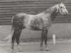 stallion David (Nederlands Rijpaarden en Pony, 1975, from Muslin 1968 ox)