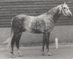 stallion David (Nederlands Rijpaarden en Pony, 1975, from Muslin 1968 ox)