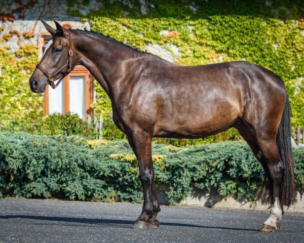 broodmare Ma-Tri-Ca JP (Holsteiner, 2019, from Casall Ask)