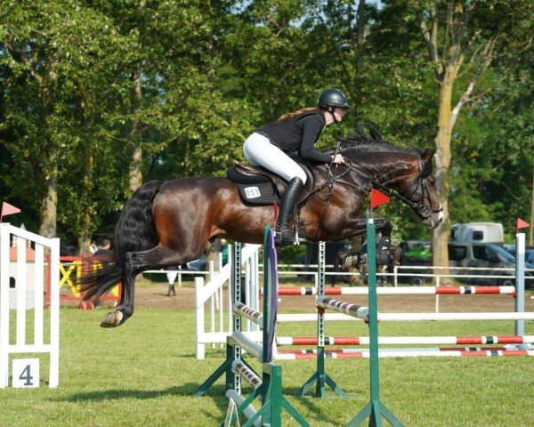 stallion Casley M (Mecklenburg, 2018, from Crawley 2)