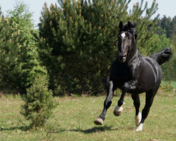 stallion Szach (Schlesier, 1997, from Hondaker)