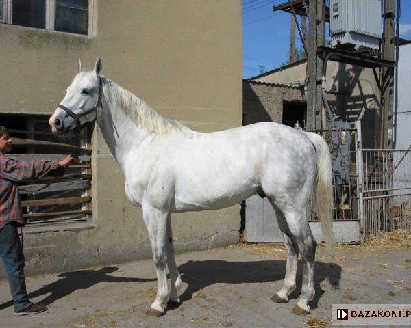 stallion Lwowek (Great Poland (wielkopolska), 1993, from Agar)