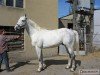 stallion Lwowek (Great Poland (wielkopolska), 1993, from Agar)