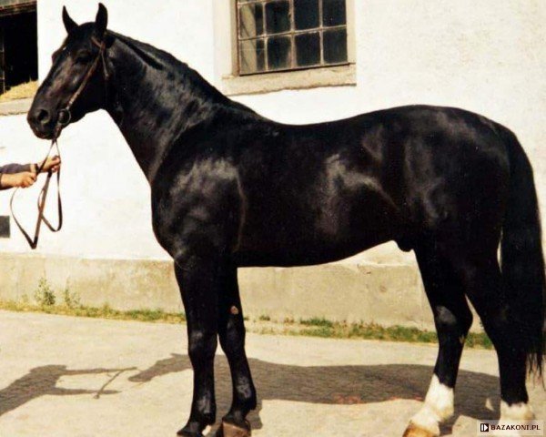 Deckhengst Hondaker (Schlesier, 1990, von Glöckner 1433 Mo)