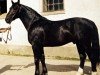 stallion Hondaker (Schlesier, 1990, from Glöckner 1433 Mo)