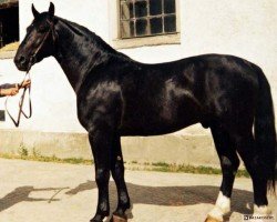 stallion Hondaker (Schlesier, 1990, from Glöckner 1433 Mo)