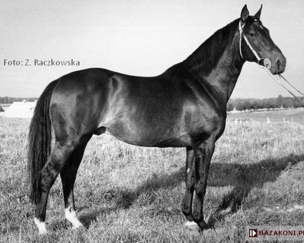 stallion Harbin (Great Poland (wielkopolska), 1961, from Trojnat xx)