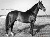 stallion Harbin 5847 (Great Poland (wielkopolska), 1961, from Trojnat xx)