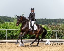 dressage horse Leilana (German Sport Horse, 2014, from Lord Leopold 7)