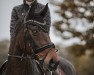 dressage horse Donna Klara 13 (Hanoverian, 2009, from Damsey FRH)