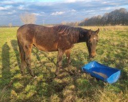 Pferd Kuno (Deutsches Sportpferd, 2023)