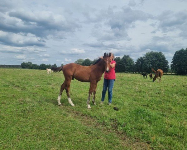 Pferd Bruno (Deutsches Sportpferd, 2023)