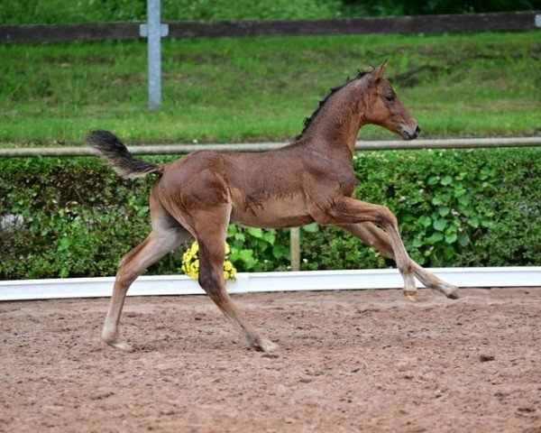 horse Charly (German Sport Horse, 2024)