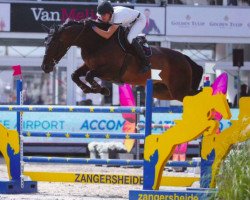 jumper Jackson van de Goorhoeve (Belgian Warmblood, 2009, from Thunder van de Zuuthoeve)