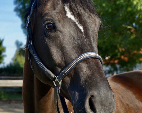 dressage horse Dutch Mountain (Hanoverian, 2015, from De Niro)