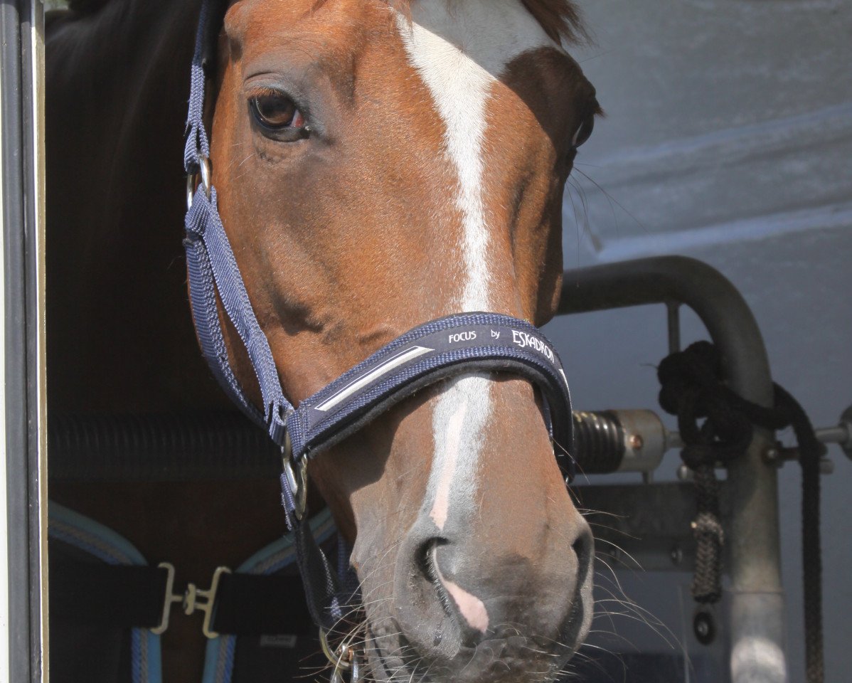 Dressurpferd Debby-Dolly (Deutsches Reitpony, 1999, von FS Don't Worry)