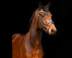 dressage horse Mr. Million Right SV (Oldenburg, 2021, from Morricone)