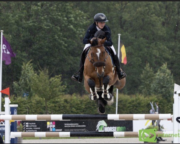 jumper Csf Whipper Snapper VDL (Irish Sport Horse, 2016, from Zirocco Blue)