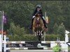 Springpferd Csf Whipper Snapper VDL (Irish Sport Horse, 2016, von Zirocco Blue)