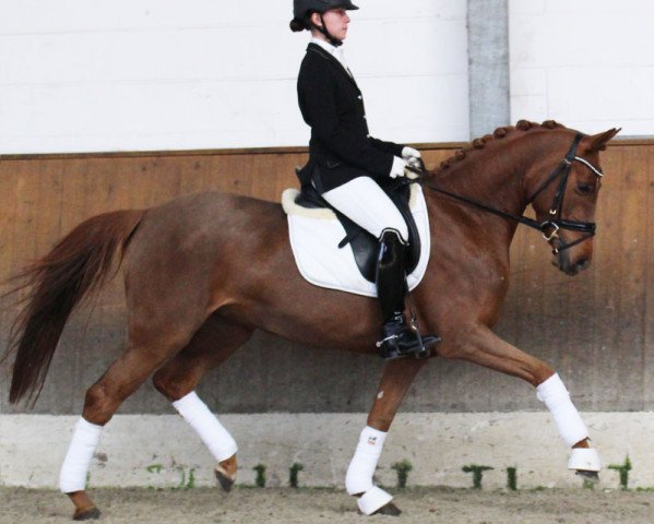 broodmare Sydney HS (German Riding Pony, 2010, from Sweet Little Dream HS)