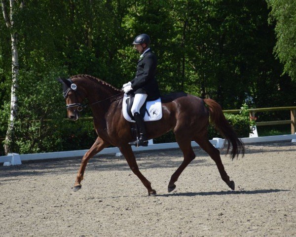 dressage horse Federleicht 27 (Oldenburg, 2017, from Blue Hors Farrell)