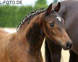 dressage horse My Romance 2 (Oldenburg, 2013, from For Romance I)