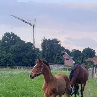 Pferd Stutfohlen (Oldenburger Springpferd, 2021, von Cafe au lait 2)