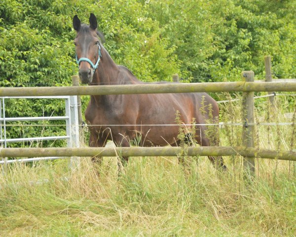 broodmare Gillian (Rhinelander, 1998, from Good Luck)