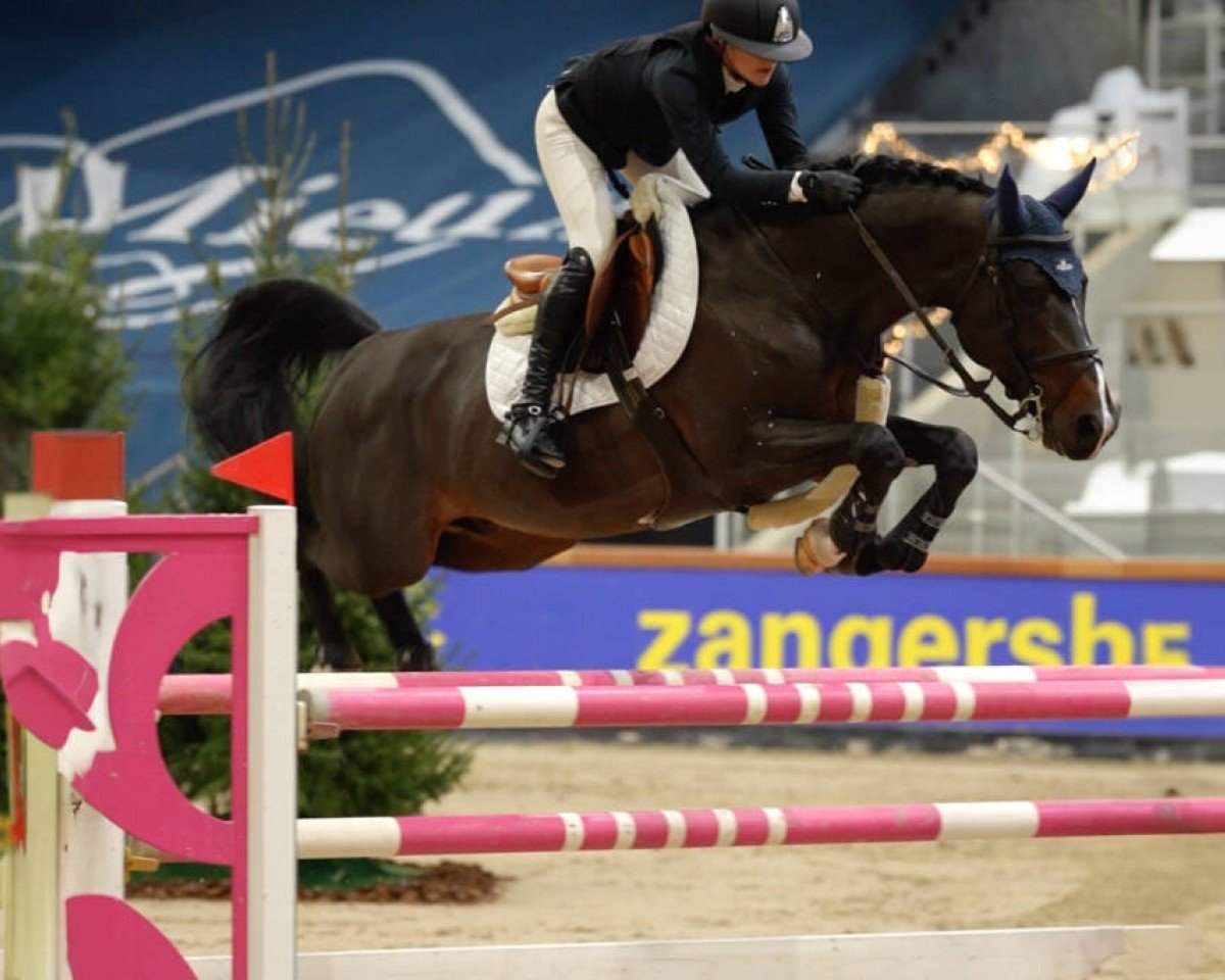stallion Parfait van het Schaeck (Belgian Warmblood, 2015, from Comme il Faut)